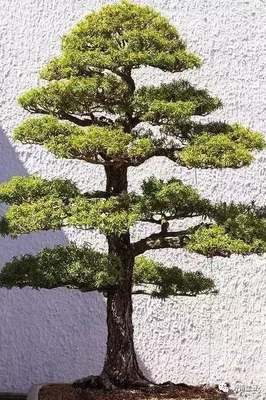 人如树不是树