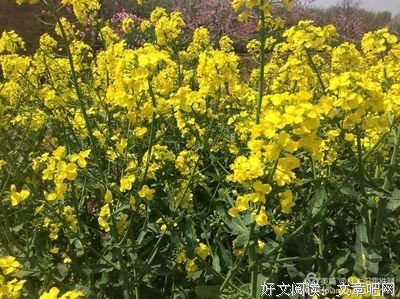 第三章 凡村