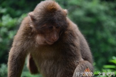 山有一小口，仿佛若有光