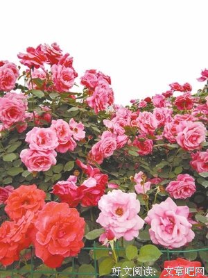花开堪折直须折，莫待无花空折枝