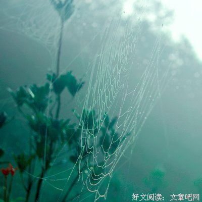 儿时的故乡，似乎没有桂花树