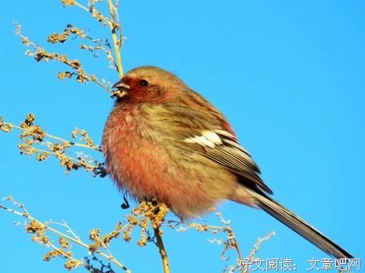 我何时能念着“蒹葭苍苍”，来到你的面前