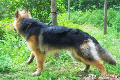 狼狗