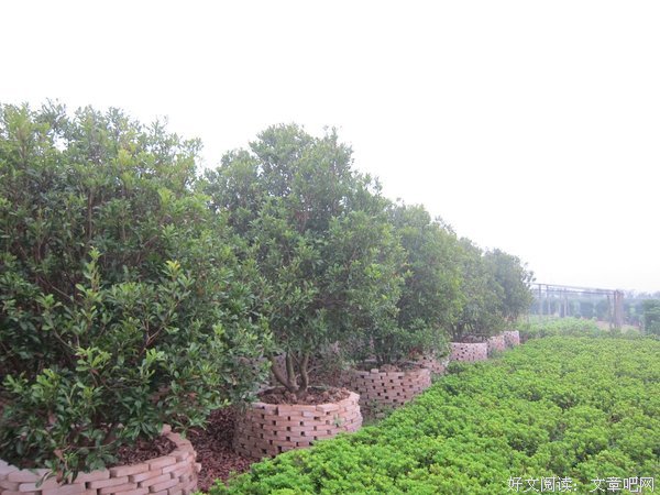 杨梅树