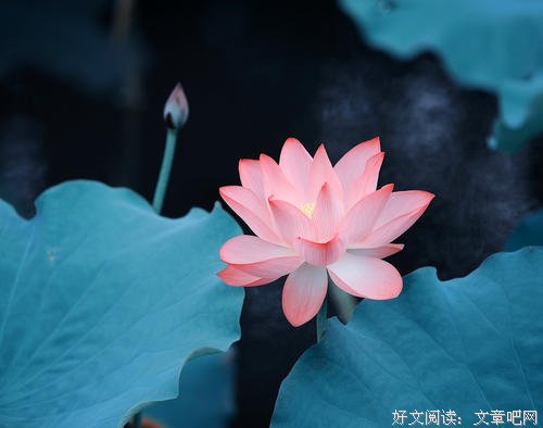 一抹暗香铭记在我心里