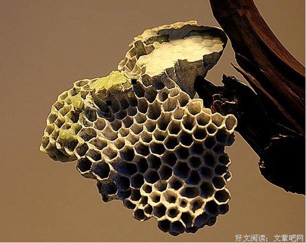 《千璞汇》点化“石皮”独领风骚