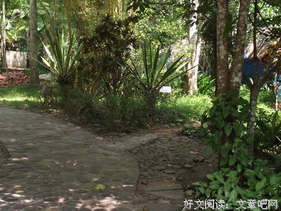 树叶缓缓落下