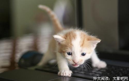 可怜的小猫