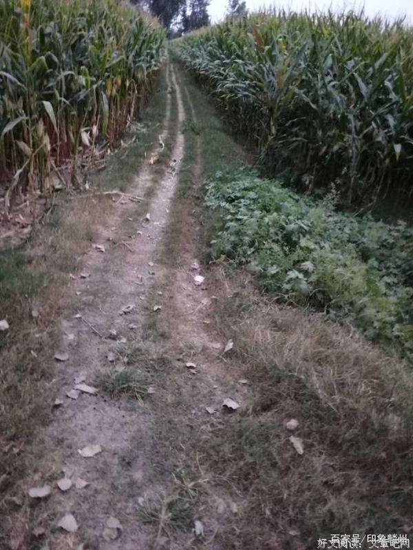 村南的打麦场