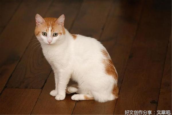 可怜的小猫
