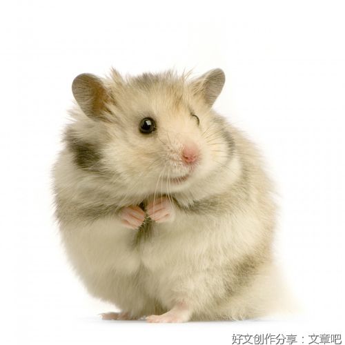 小老鼠吉姆历险记系列之4