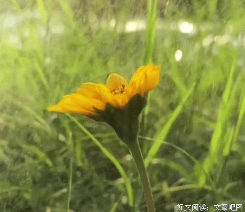 怀念儿时的那把蒲扇那盒风油精