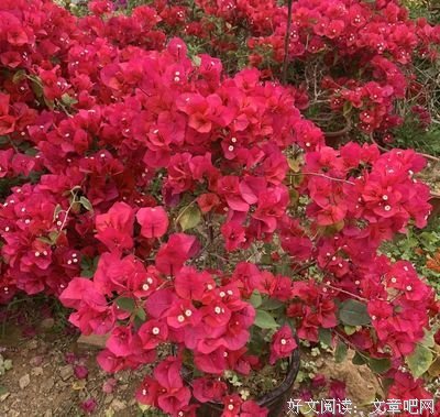 还是老老实实地在日照待着吧