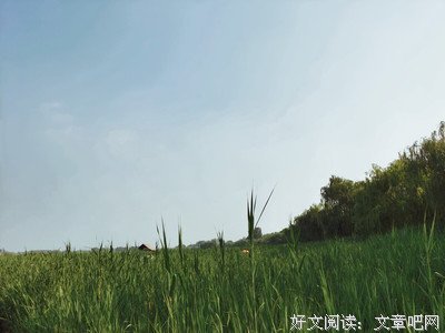 好想去森林公园看荷花
