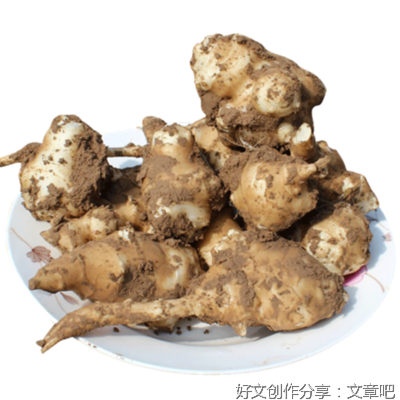 走，我们挖洋姜去
