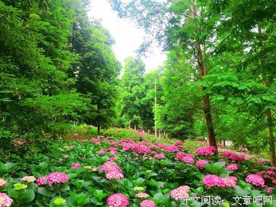 阳光总在风雨后