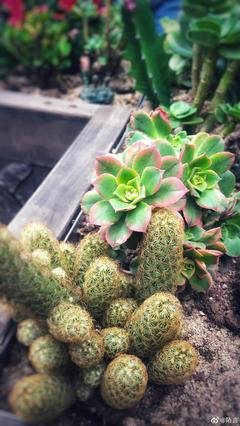 人会越来越懒