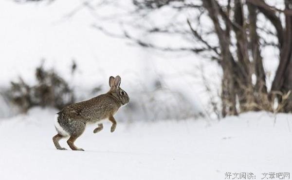校园故事：卢俊卿雪地围猎野兔