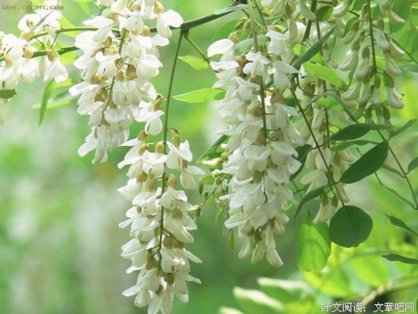 校园故事：卢俊卿疯狂的槐花宴