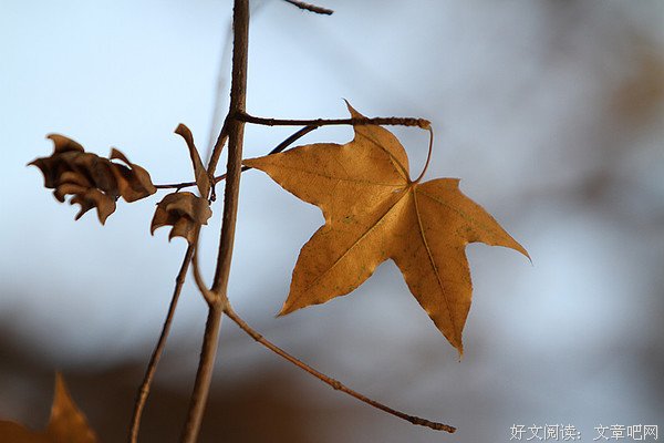 校园故事：卢俊卿祸不单行