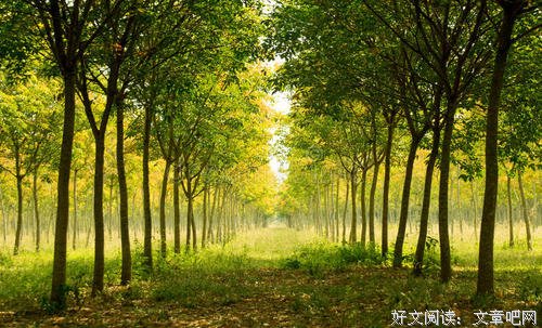小树的心思