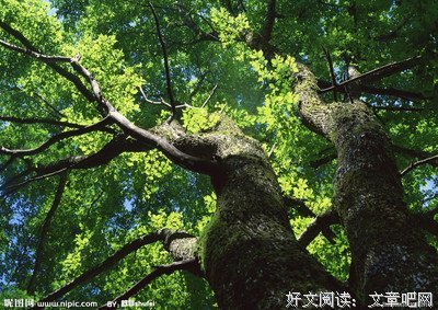 大树是一直庇护的+是我落舞了