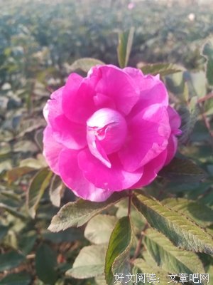 赠人玫瑰，手有余香