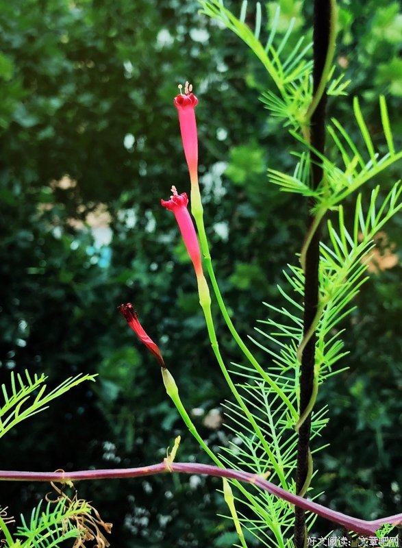 盛夏烛光
