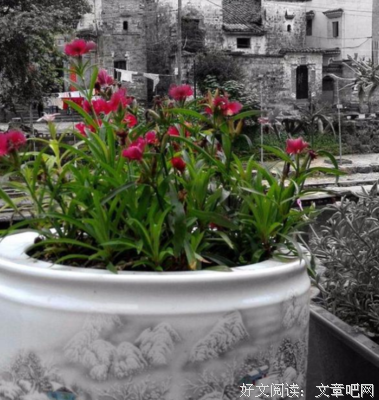 稳村：湛江被遗忘的桃花源