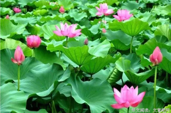 散文：梦幻空花
