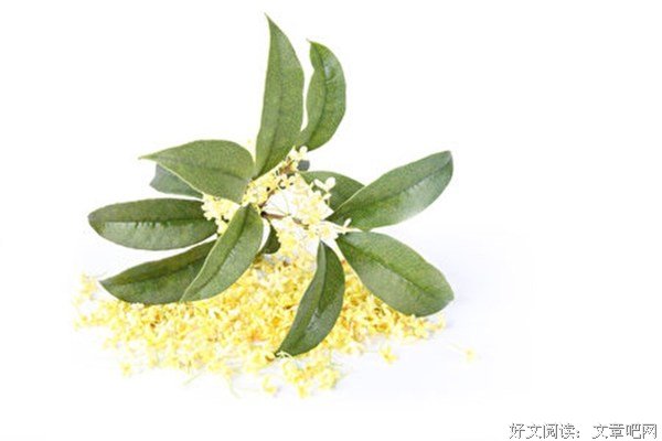 桂花多面，有温婉雅淡的一面，也有浓郁热烈的一面