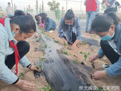 收获，在实践中成长