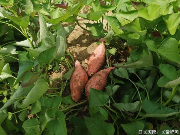 稳村行，暖人意