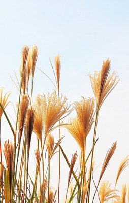 芦苇