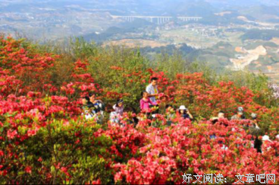 又见杜鹃开