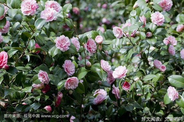 茶花