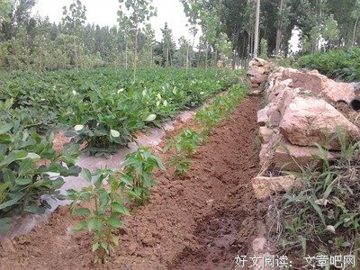 我的菜地