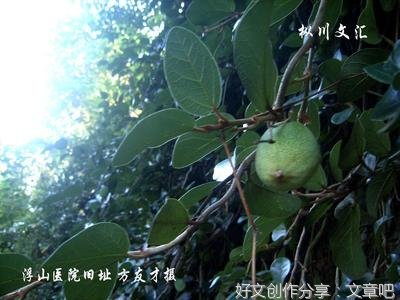 辟荔