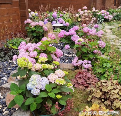 绣球花