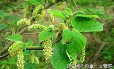 又见构树