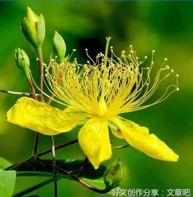 木樨花开花又落