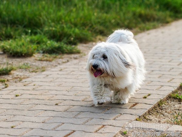 小白狗