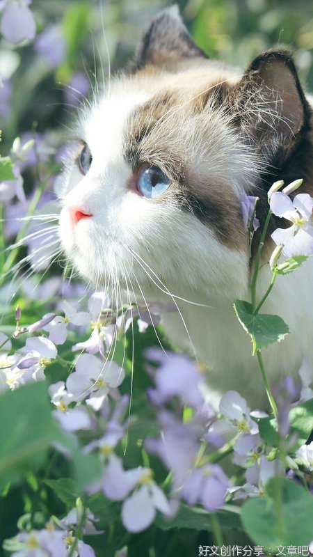 花猫