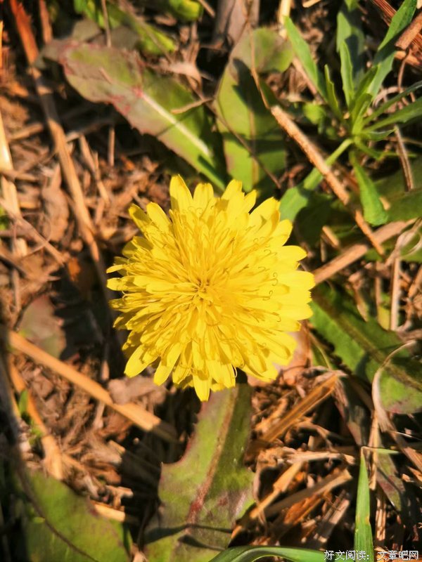 那年花开