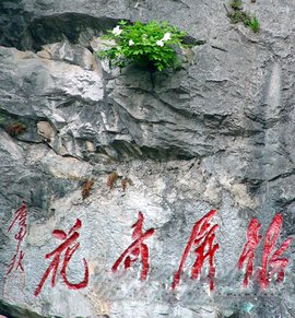 也说银屏牡丹奇