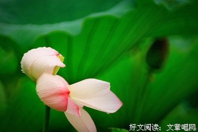 此花端合在瑶池