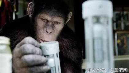 一只猩猩吃药后变得比人类智商还高