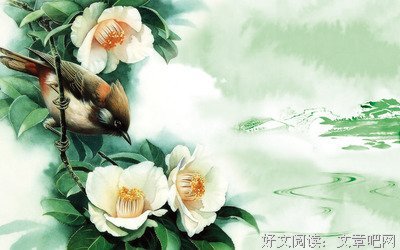 一片叶，落在哪里都是归宿