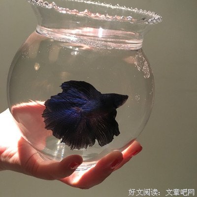 真羡慕鱼啊，没有心跳，也没有温度