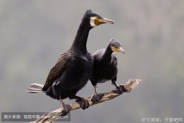事业 生意 南下